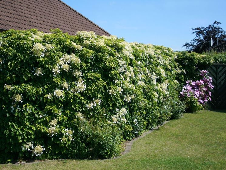 siepe con ortensia rampicante