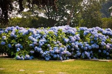 ortensie