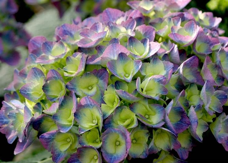 ortensie