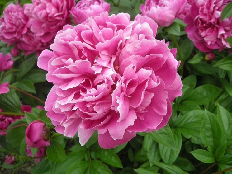 peonia