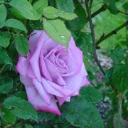 rosa selvatica