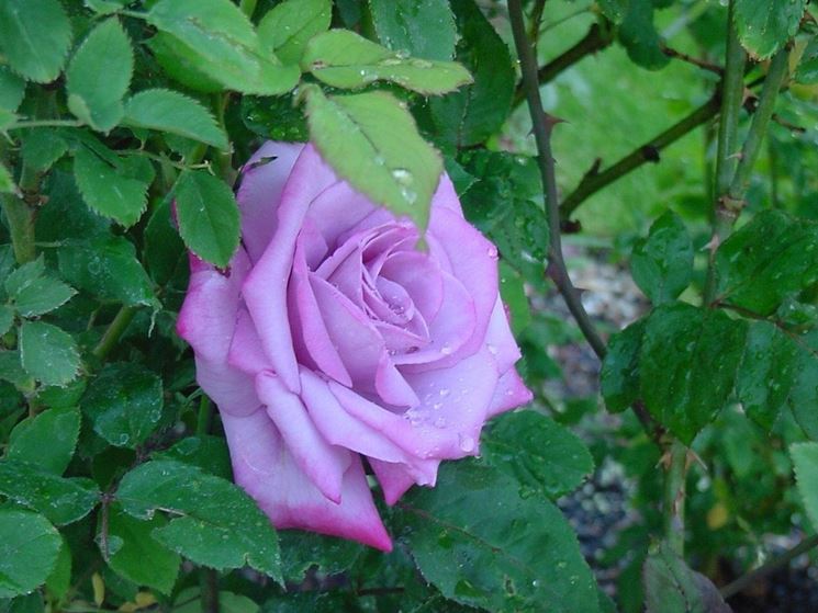 rosa selvatica