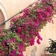 bougainvillea