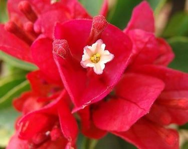 fiore bougainvillea