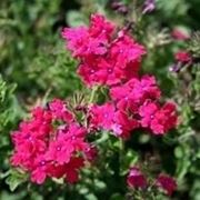 verbena