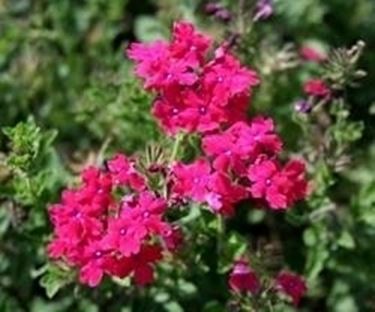 verbena