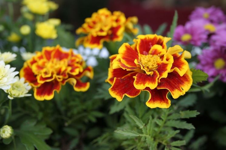 fiori di calendula