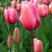 tulipani 