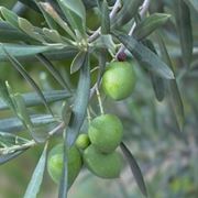 potatura olivo ornamentale