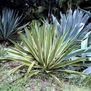 agave americana