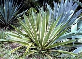 Agave americana