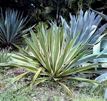 agave americana