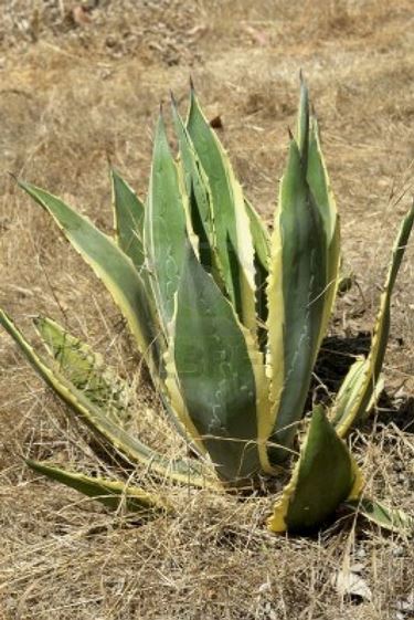 agave americana in natura