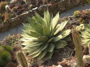 agave 