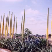 agave americana