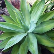 agave attenuata