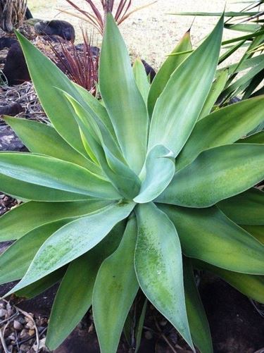 agave attenuata