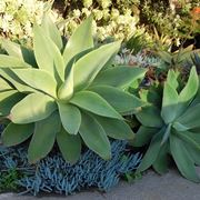 agave attenuata