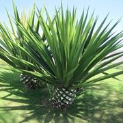 agave sisalana