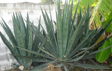 agave sisalana