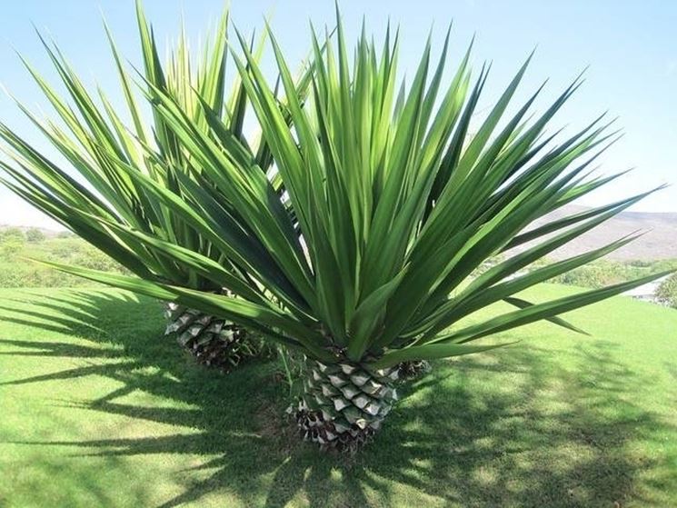 agave sisalana