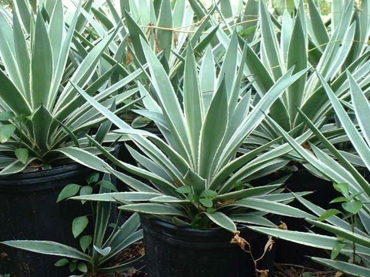 agave sisalana