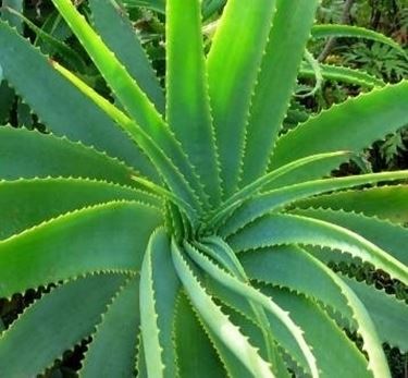 aloe vera