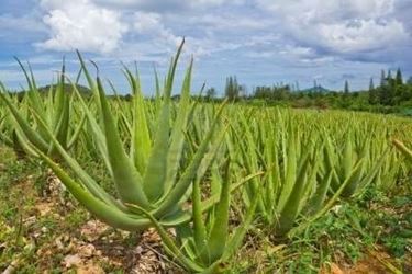 coltivazione aloe