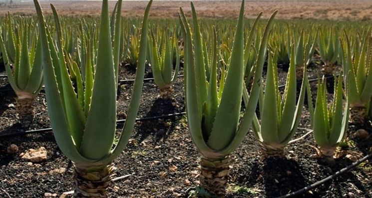 coltivazione aloe