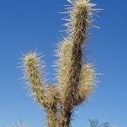 pianta di cactus