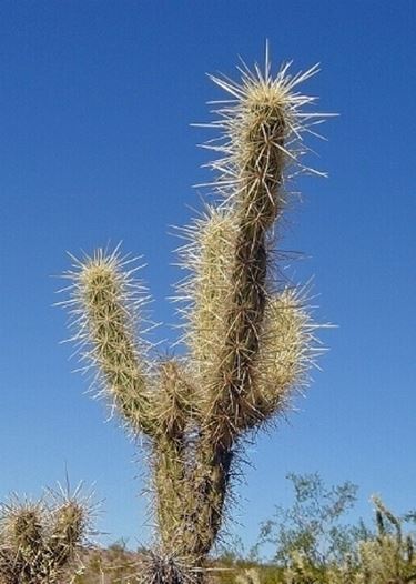 pianta di cactus