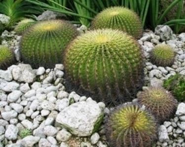 cactus rotondi 