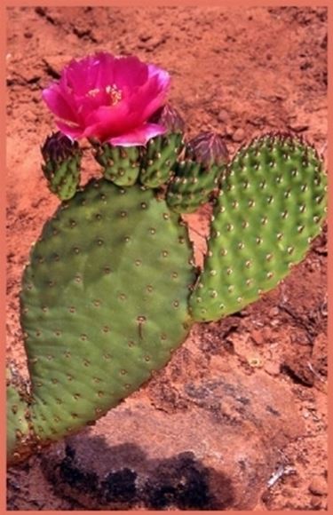 pala di cactus
