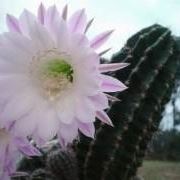 tipi di cactus