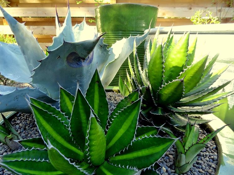 agave in vaso