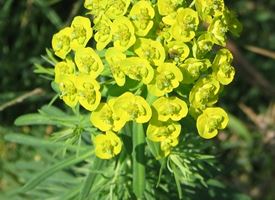 Euphorbia