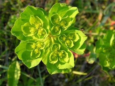 euphorbia pianta