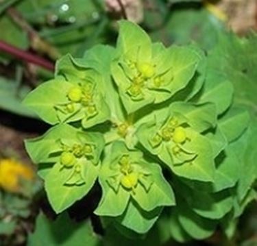 fiori euphorbia