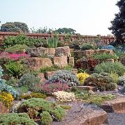 giardino con piante grasse