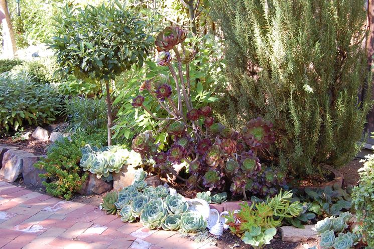 Giardini piante grasse piante grasse piante grasse da giardino Composizione piante grasse giardino