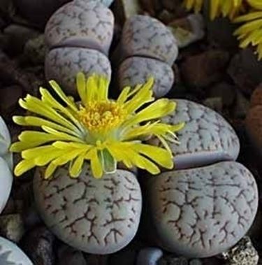 lithops