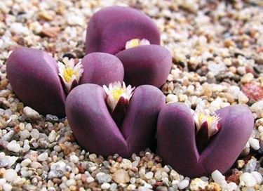 lithops