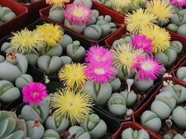 lithops