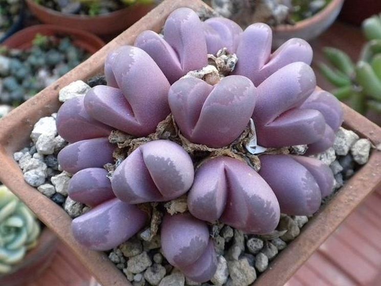 lithops