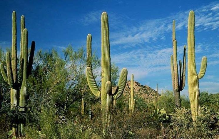 Cactus giganti