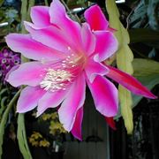 Epiphyllum