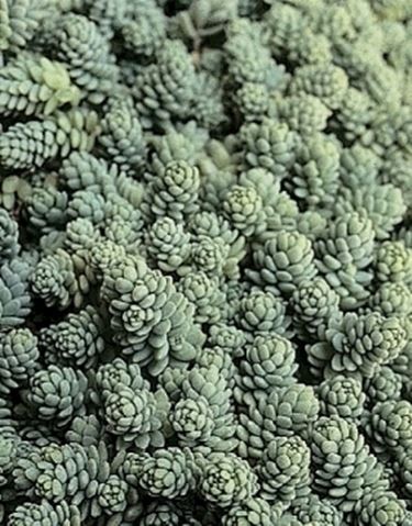 sedum