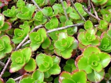 pianta sedum