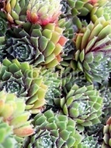 pianta grassa sempervivum