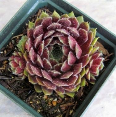 sempervivum